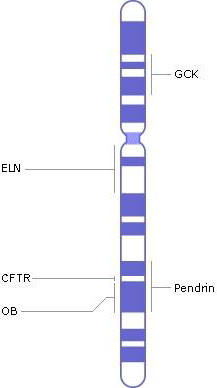 хромосома 7, гены, генетические заболевания