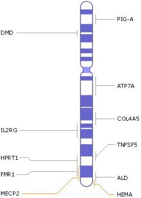 Х-хромосома, гены, генетические заболевания