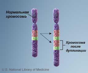 вариация числа копий, генетика, хромосома, мутация, дупликация