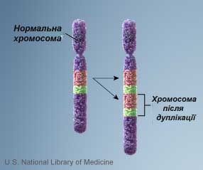 варіація чила копій, генетика, хромосома, дуплікація