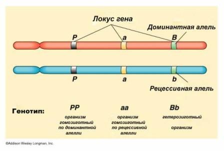 аллели, локус, хромосома