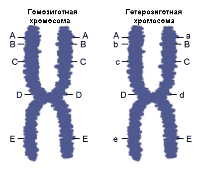 гомозигота, гетерозигота, генетика, аллели, ген, хромосома