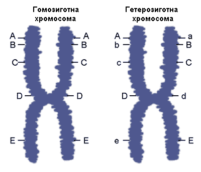 гомозигота, гетерозигота, генетика, мутація, алелі