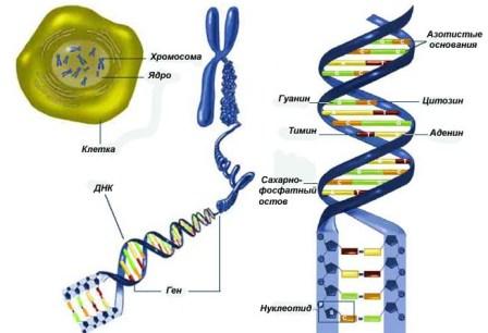 клетка, хромосома, генетика, ген, нуклеотид