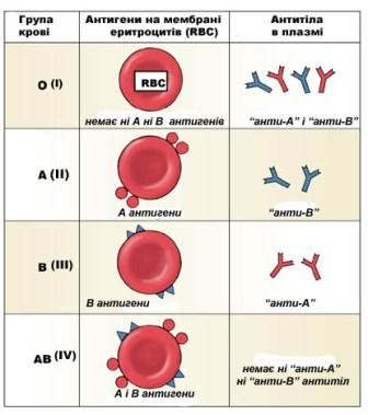 група крові, антитіла, антигени, алелі, фенотип, система АВО, резус-система