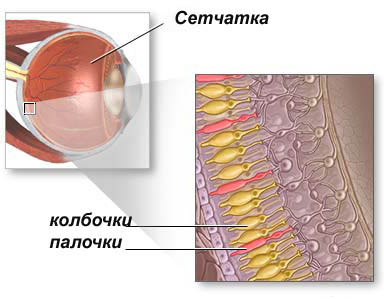 сетчатка, колбочки, палочки, генетика, дальтонизм