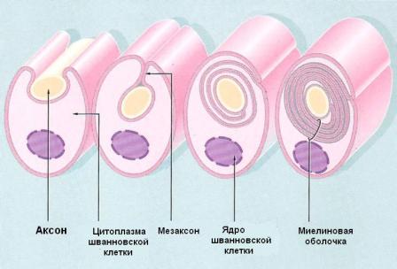 шванновская клетка, нейрон, болезнь шарко-мари-тута
