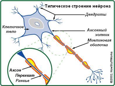 болезнь Шарко-Мари-Тута, нейрон, нервная клетка